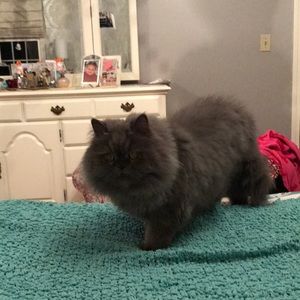 Meet your Posher, Jodi